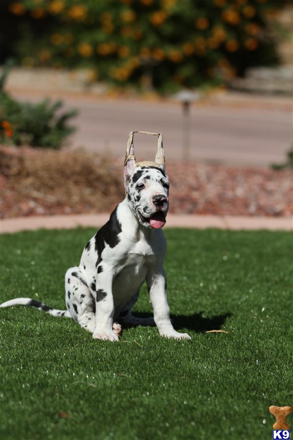 Puppies in AZ